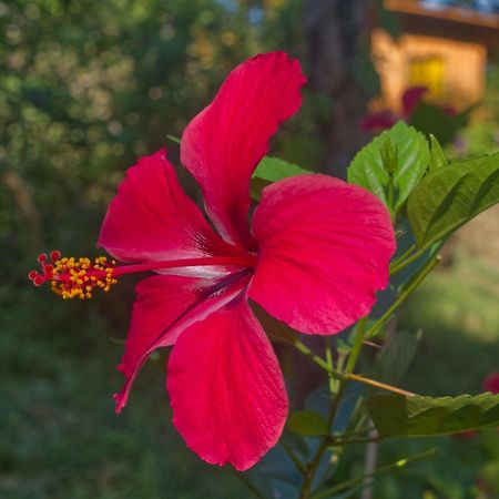 Finca Colibri Ecolodges En Pleine Nature Ferry Playa Najanjo Costa Rica Cabo Blanco Zewnętrze zdjęcie