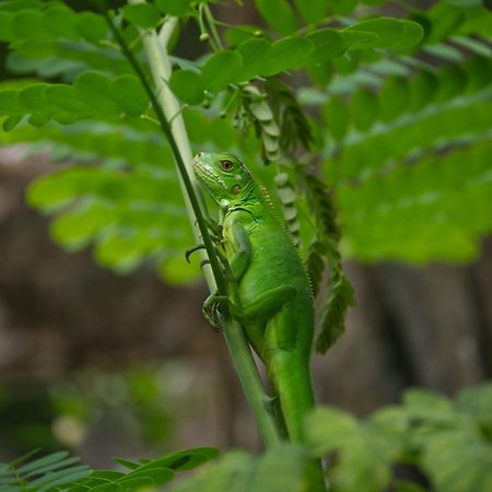 Finca Colibri Ecolodges En Pleine Nature Ferry Playa Najanjo Costa Rica Cabo Blanco Zewnętrze zdjęcie