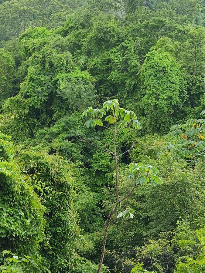 Finca Colibri Ecolodges En Pleine Nature Ferry Playa Najanjo Costa Rica Cabo Blanco Zewnętrze zdjęcie