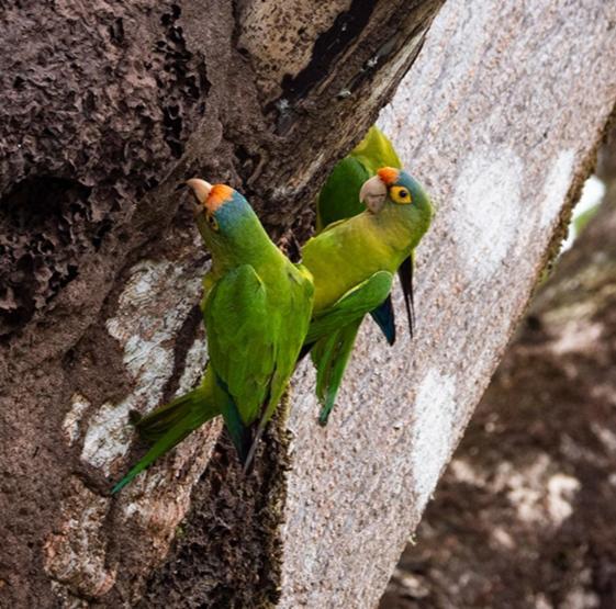 Finca Colibri Ecolodges En Pleine Nature Ferry Playa Najanjo Costa Rica Cabo Blanco Zewnętrze zdjęcie