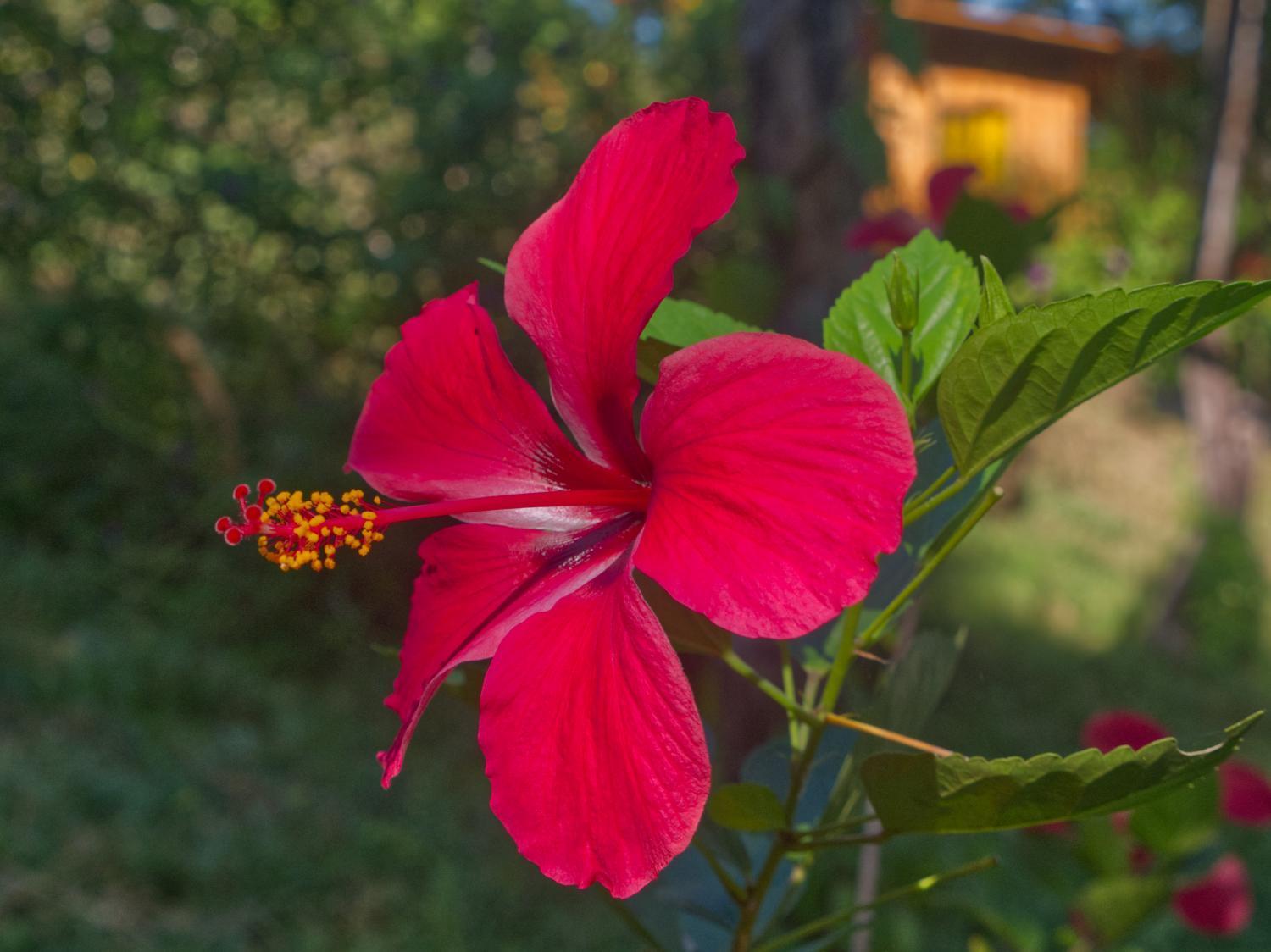 Finca Colibri Ecolodges En Pleine Nature Ferry Playa Najanjo Costa Rica Cabo Blanco Zewnętrze zdjęcie