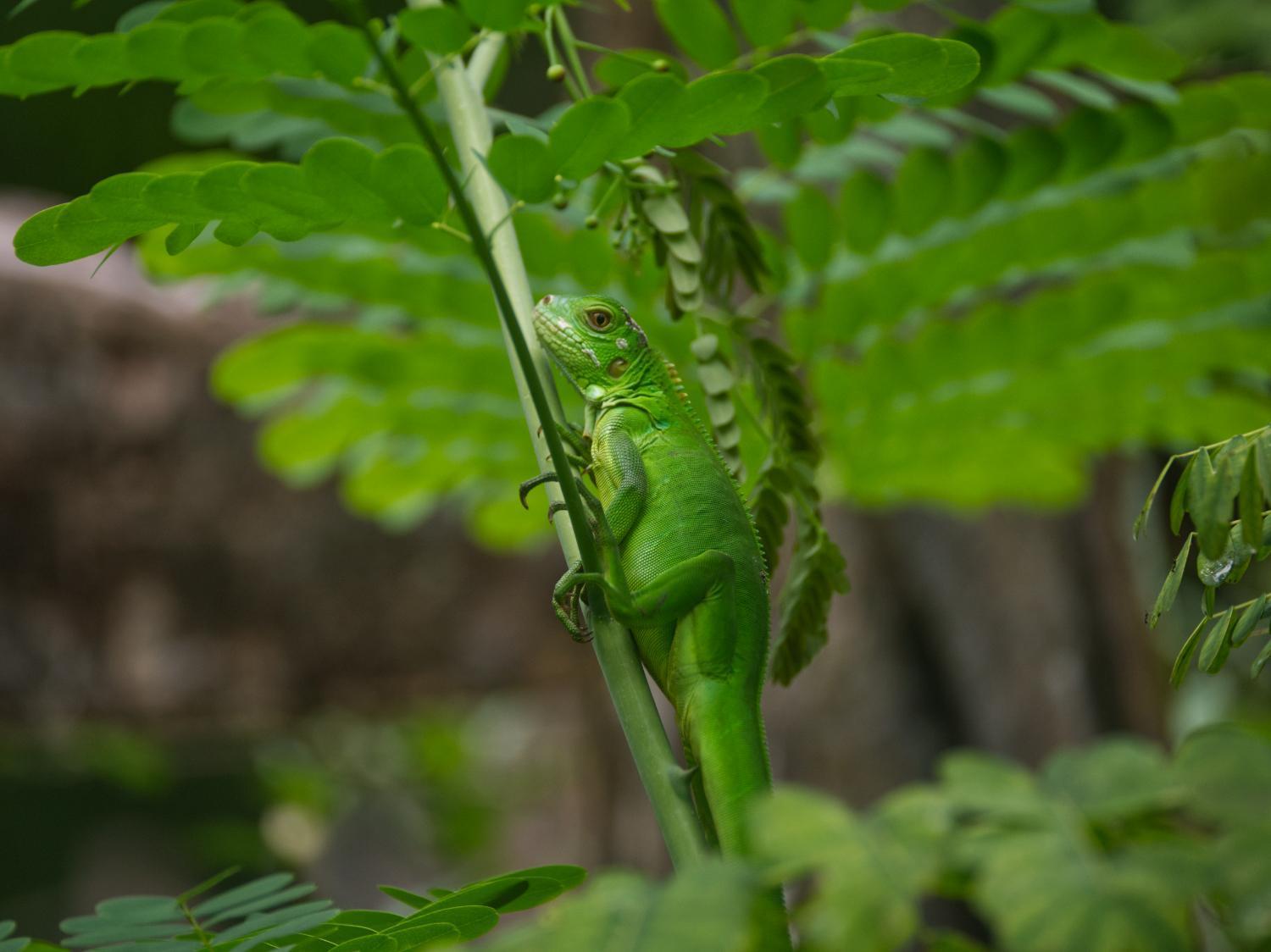 Finca Colibri Ecolodges En Pleine Nature Ferry Playa Najanjo Costa Rica Cabo Blanco Zewnętrze zdjęcie